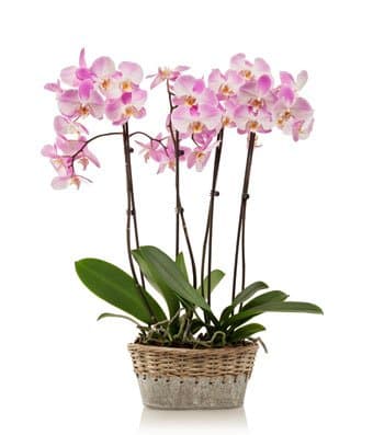 From You Flowers - Elegant Pink Orchids - Gray Container