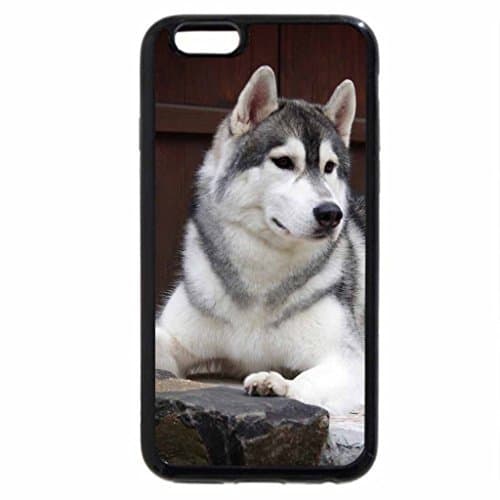 iPhone 6S Plus Case, iPhone 6 Plus Case, Siberian husky