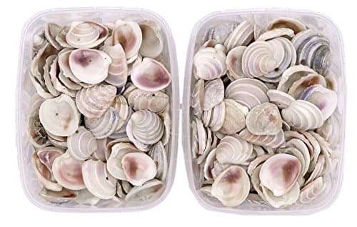 Seashells - Tiara Venus Duo Pack 400 Grams - Shells for Crafts Supplies and Decoration, Miniature Garden Ornaments Beach White Sea Shells and for Jewellery Making