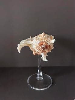 DOCLY&WOPL Handmade Seashell Stemware Shell Glass Conch Cup Martini Glasses Cocktail Party Beach Wedding Bridesmaids Gifts (Conch #4)