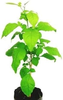 Baby Plants - Live Bel Patra/Bel Tree/Bilva Patra/Bael/Bel Pathar Fruit Plant With Pot
