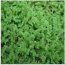 Azolla Seeds || Seeds for azolla || Pack of 700