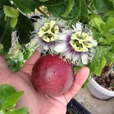 SANJUS Delicious Hybrid Passion Fruit LIve Plant Immunity Booster Fruit Plant For ome Gardens