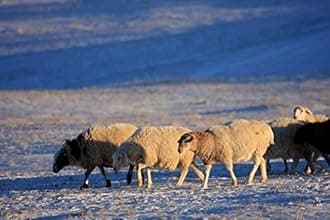 iMongol Carded Lambs Wool Stuffing Batting for Needle Felting, Knitted Crafts, Bright Creations, Pillow Filler, Stuffed Animals, Cushions,Super Clean Fine, Natural White(3.6oz / 100grams)