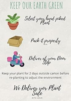 OhhSome Amla (small size fruit) Rai amla, Indian Goosberry, Phyllanthus acidus Plant