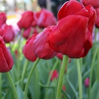 Votaniki Escape Triumph Tulip Bulbs – Pre-Chilled Since Fall for Faster Blooms | Vibrant Red Flowers, Long-Lasting & Easy to Grow | Premium Perennials for Spring Gardens & Indoor Forcing (25 Pack)