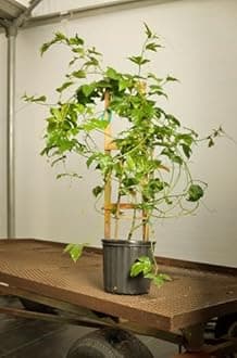 Pack of 4 Hybrid Passion Fruit Plant All Year Fruiting Plants