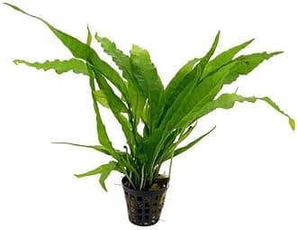 Potted Microsorum Plants - Java Fern | Live Freshwater Aquatic Plants for Aquariums and Terrariums - Low Light, Low Maintenance Plants. (Potted Microsorum Broad, 5 Pack)