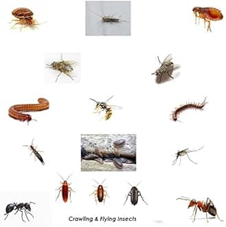 Pest O One® Smoke Bomb Professional Strength Fogger Fumigator for Fleas Bed bugs Moths Cluster fly Spider Poultry Red Mite and all insects Killer Midi Fumer 11g (Pack of 6)