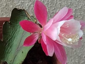 GREEEN Earth Pink Brahma Kamal Nishi padmaa Queen of The Night Plant Pink Colour- 1 Live Plant