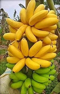 InGreen All Seasonal Banana Live Plant Higher Production Rate