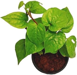 Live Banarasi Maghai Betel Leaf Plant – Sweet Metha Pan | Medicinal & Herbal Indoor/Outdoor Plant for Home Garden (Pack of 1)