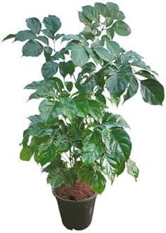 Garden Art Live Indoor Plant Radamachera SInica 2-3 ftTall Medium Size Plant in 15cm Grower's Pot | Pack of 1 Plant, Air Purifying | Elegant Evergreen Plant to Decor Home and Garden (China Doll)