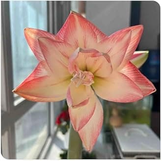 Amaryllis for Planting Now UK Perennial Good for Containers Excellent Display Plant Bulbs Ornamental Greening Flower Natural Organic Easy Plant Perennial -4bulbs-L