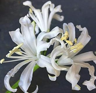 Nerine Lily - Lycoris Mixed Color | Flower Bulbs Pack of 2 Large Nerine Lily Bulbs - for Home Gardening
