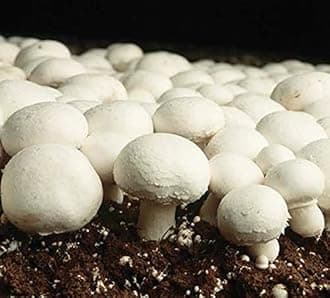 Carbeth Plants Mushroom Growing Kit - Grow Your Own White Button Suffolk Mushrooms - Perfect for Beginners