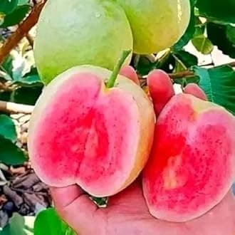 **BONSAI HOUSE** Thai Red Guava Live Plant, Grafted Thai AMROOD all season Healthy Sweet & Delicious Fruit Live Tree Plant For Home Garden (PACK OF 1)