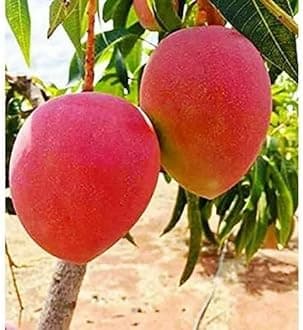 Original Japanese Miyazaki Mango Grafted hybrid Red Miyazaki Mango Tree (1.5-2 Fet) Healthy Live plant, Healthy Plant on Grow Bag