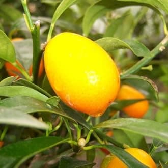 Citrus Kumquat Tree