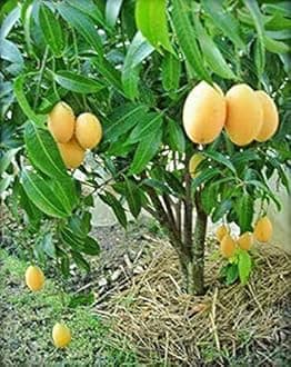 InGreen Alphonso Mango Grafted Hybrid Live Plant- 2 Ft. Height.