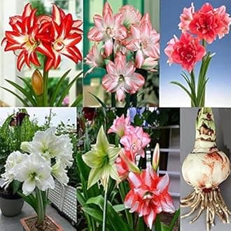 Amaryllis for Planting Now UK Perennial Good for Containers Excellent Display Plant Bulbs Ornamental Greening Flower Natural Organic Easy Plant Perennial -4bulbs-G