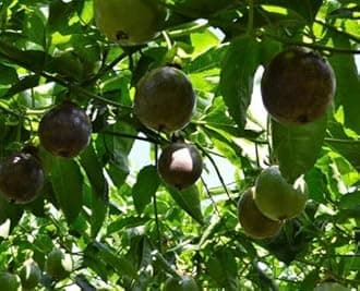 Live Pack of 4 Hybrid Passion Fruit Plant High Yield Plants Grown from Cuttings