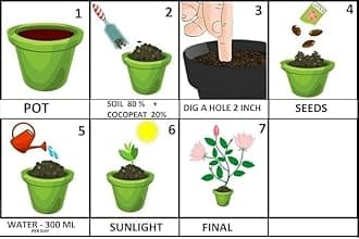 Spiny Gourd/Kantola/Kakrol Seeds, high germination | 26 seeds per pack