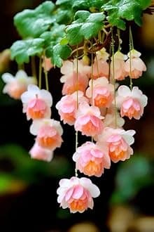 Weeping Begonia Flower bulbs for Home and Gardening Pack of 2 Bulbs