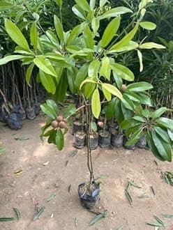 Chiku Fruit Tree – Produces Sweet Fruits in Summer – Pack of 1