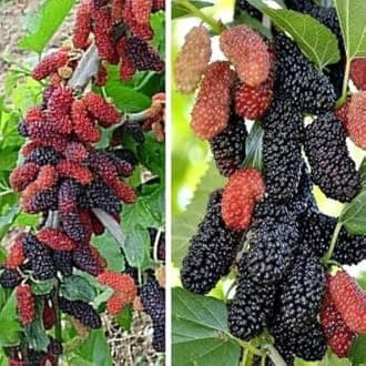 Bhumi Enterprise Rare Exotic All Time Mulberry (Air Layered) Hybrid Live Plant, Black & Red Color "Special Variety"(Fruit After 1 Year)