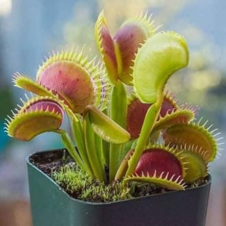 Mphmi Seedless Plant Plants Perennial NCR Live Plants Venus Flytrap, Dionaea muscipula - Plant