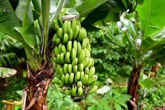 Banana Delicious Variety Edible Sweet flavor Soft texture High in nutrients Versatile culinary ingredient Plantain Fruit Plant