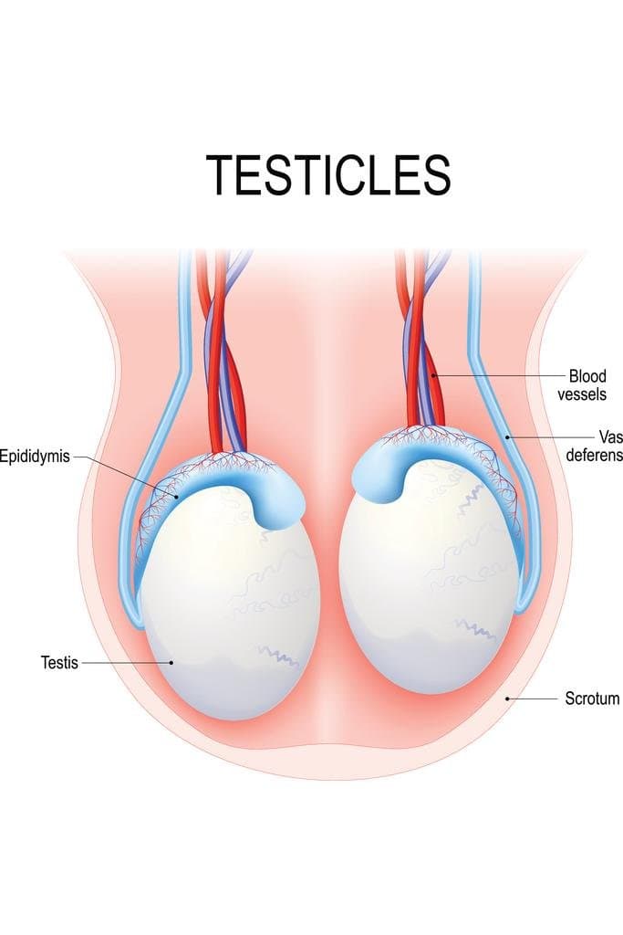 Testicles Human Anatomy Diagram Educational Chart Cool Wall Decor Art Print Poster 24x36