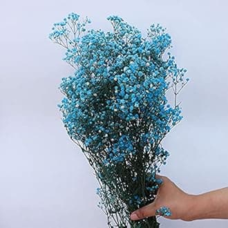 Natural Gypsophila Dried Flowers, Natural Fresh Gypsophila Paniculata Breath Flower Bouquets Gift for Wedding Decoration Home Decor (sapphire,40-55cm 80g)