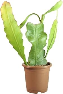 VH Veryhom Brahma Kamal Live Plant, Queen Of Nights | Saussurea Obvallata Live Plant | Unraveling The Mysteries Of The Queen Of Himalayan Flowers | Ideal For Indoor & Outdoor