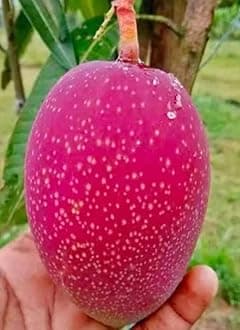 Miyazaki Mango Tree Plant Hybrid Grafted Japanese Red Miyazaki Fruit Plant (Red Colour) World Most Expensive Sweet Taiyo No Tamago/Eggs Of Sun Mango Fruit Tree Home Or Rooftop Garden Star Plant