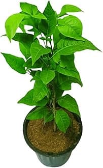 Live Bel Tree, Bilva Patra, Bel Patra- belpatra Aegle Marmelos Live Grafted/Air Layered Bael Leaf Bilva Leaves Bilwa Leaf For Rituals (Puja), Medicinal Plants