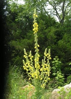 Mullein (Verbascum thapsus), Seed Packet, Introduced Perennial