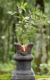 Krishna Tulasi Live Plant with Pot - Sacred Holy Basil for Home & Garden Krishna Thulasi plant for- Air purifier Plant-Home,Kitchen,Pooja,Indoor and Outdoor (1 Live Plant with plastic pot)