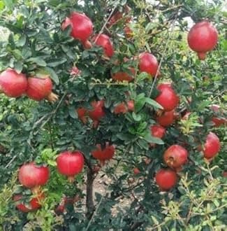 Pomegranate Live Plant Kashmir Blend Variety CF_62