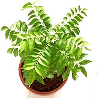 - Curry Pata/Kadi Patta Live Plant with Pot | Authentic Curry Leaf Tree for Home Cooking | Fresh Herb Podha for Culinary Use | Pack of 1 | for Indoor & Outdoor Gardening
