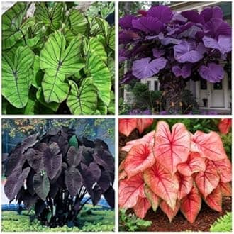 Large-Leaf Elephant Ear, Garden Decorative Planting-c-4 Bulbs