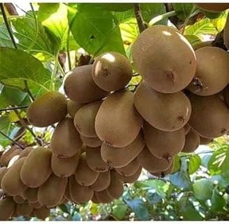 Kiwi Fruit Live Plant original Variety For Home Dwarf Seedless Plants & Tree Outdoor Living Indoor Plants (4)
