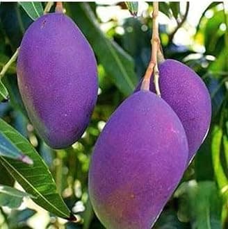 Purple Miyazaki Mango Plant Original - Combo of 2 Grafted Tree, Japanese Verified Quality Fruit After 1 Year, Height 3-4 feet