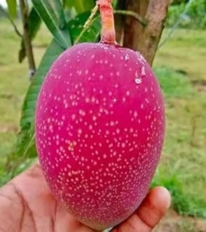 Miyazaki Mango Tree Plant Hybrid Grafted Japanese Sweet Red Miyazaki Tree Fruit Plant World Most Expensive Sweet Mango Fruit plant Home Garden Plant (Red Colour) STAR PLANT