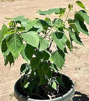 Peepal Tree of India (Pack of 1 live plant)