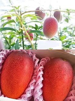 Original Miyazaki Mango Plant | Miyazaki Grafted Plant | Verity of Japanese | Plant Height 3-4 Feet | Combo Pack of 2 |