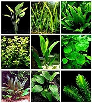 Maalavya Live Aquarium Aquatic Plant Anubias Or Fern on Lava rock (Java Fern Windelov)