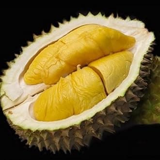 M-Tech Gardens New Durian (Black Gold, Seedling) Exotic 1 Live Fruit Plant