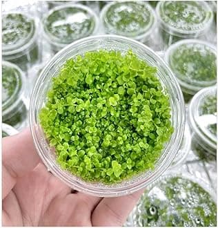 Moss and More - MONTE CARLO - Live Aquarium CARPET Plant